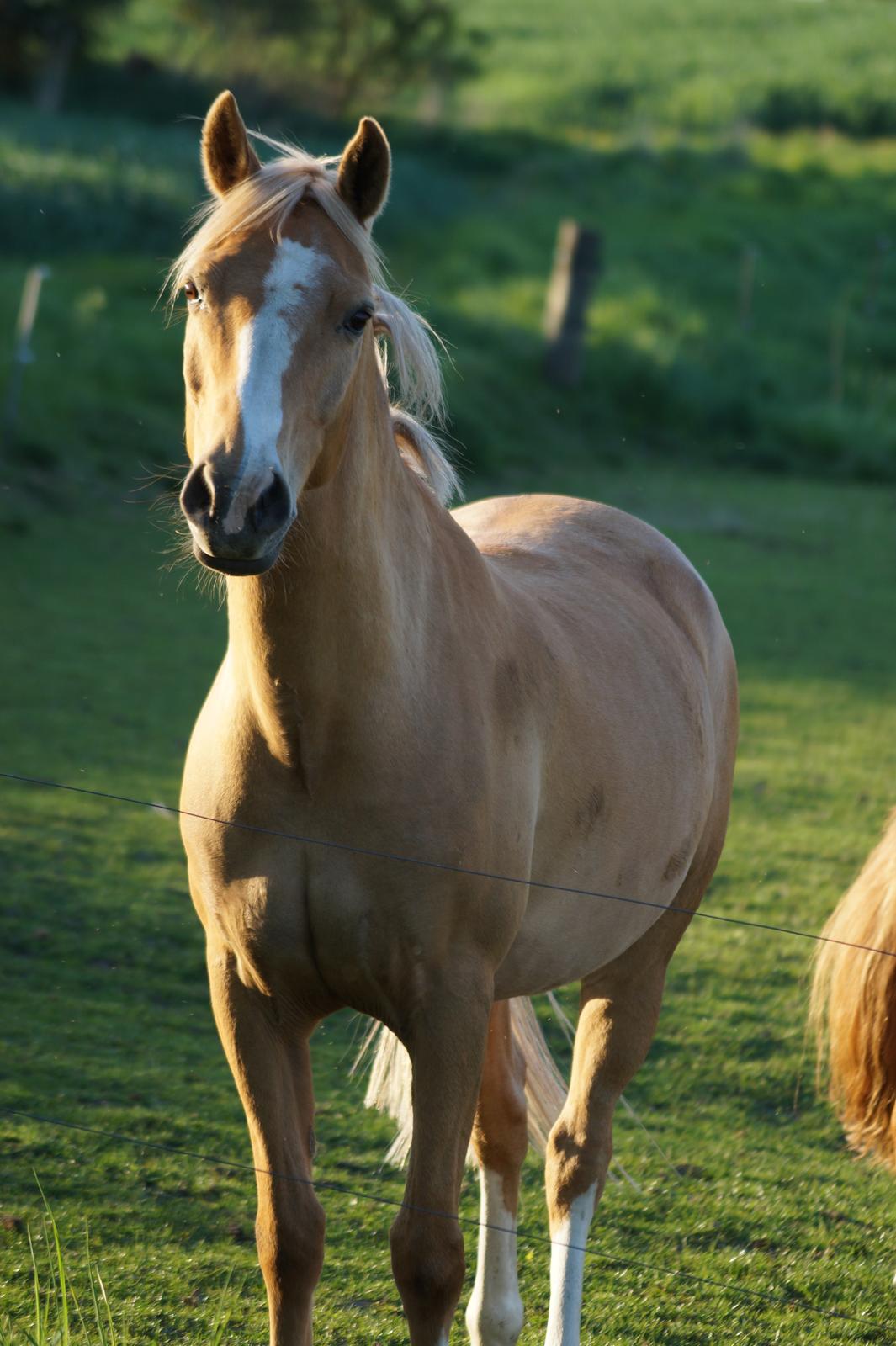 Palomino Tarzan billede 11