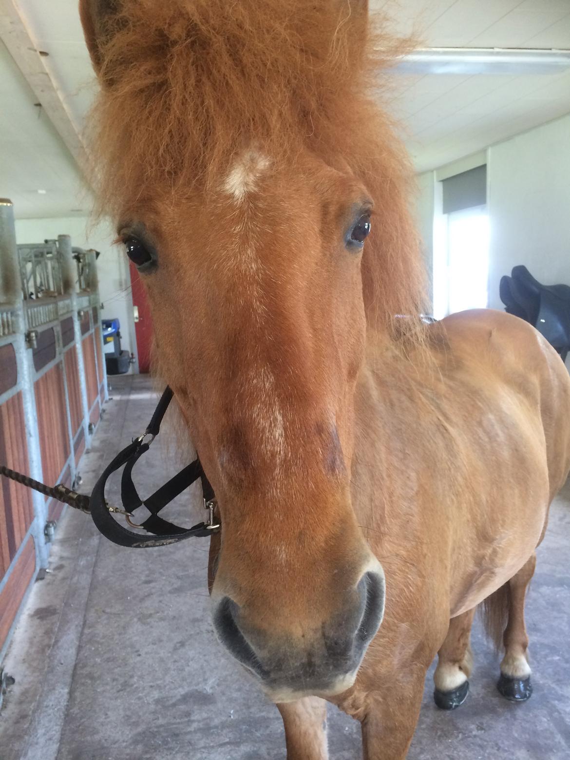 Islænder Glossa fra Eyfjord billede 15