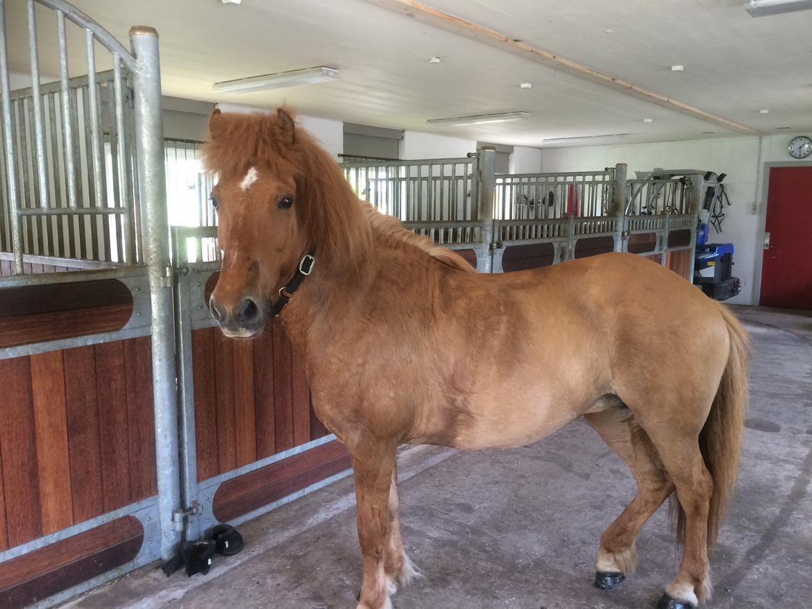 Islænder Glossa fra Eyfjord - Smukke Glossa efter en skøn tur på stranden <3 billede 16