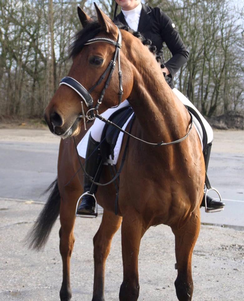 Dansk Varmblod Royal League billede 1