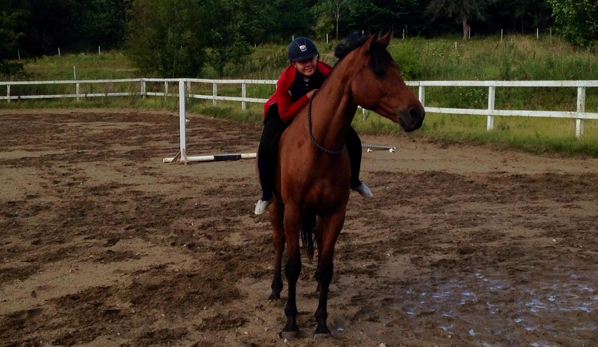 Dansk Varmblod Royal League billede 4