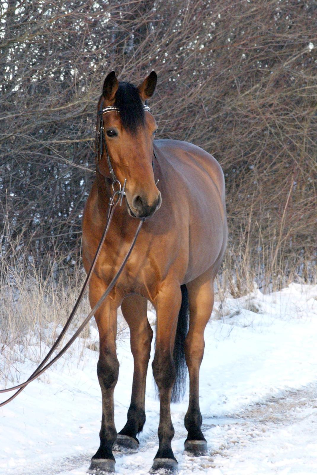 Dansk Varmblod Royal League billede 6
