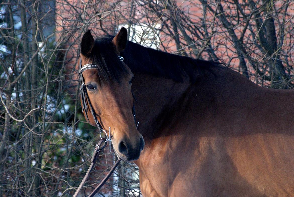 Dansk Varmblod Royal League billede 7