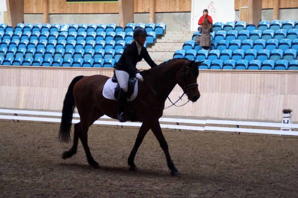 Dansk Varmblod Royal League billede 3