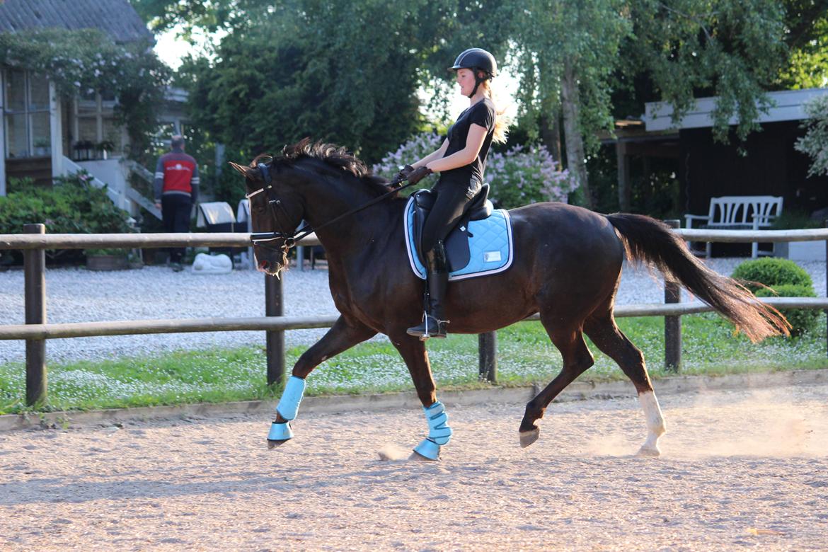 Dansk Varmblod Don poséidon F.J. billede 20