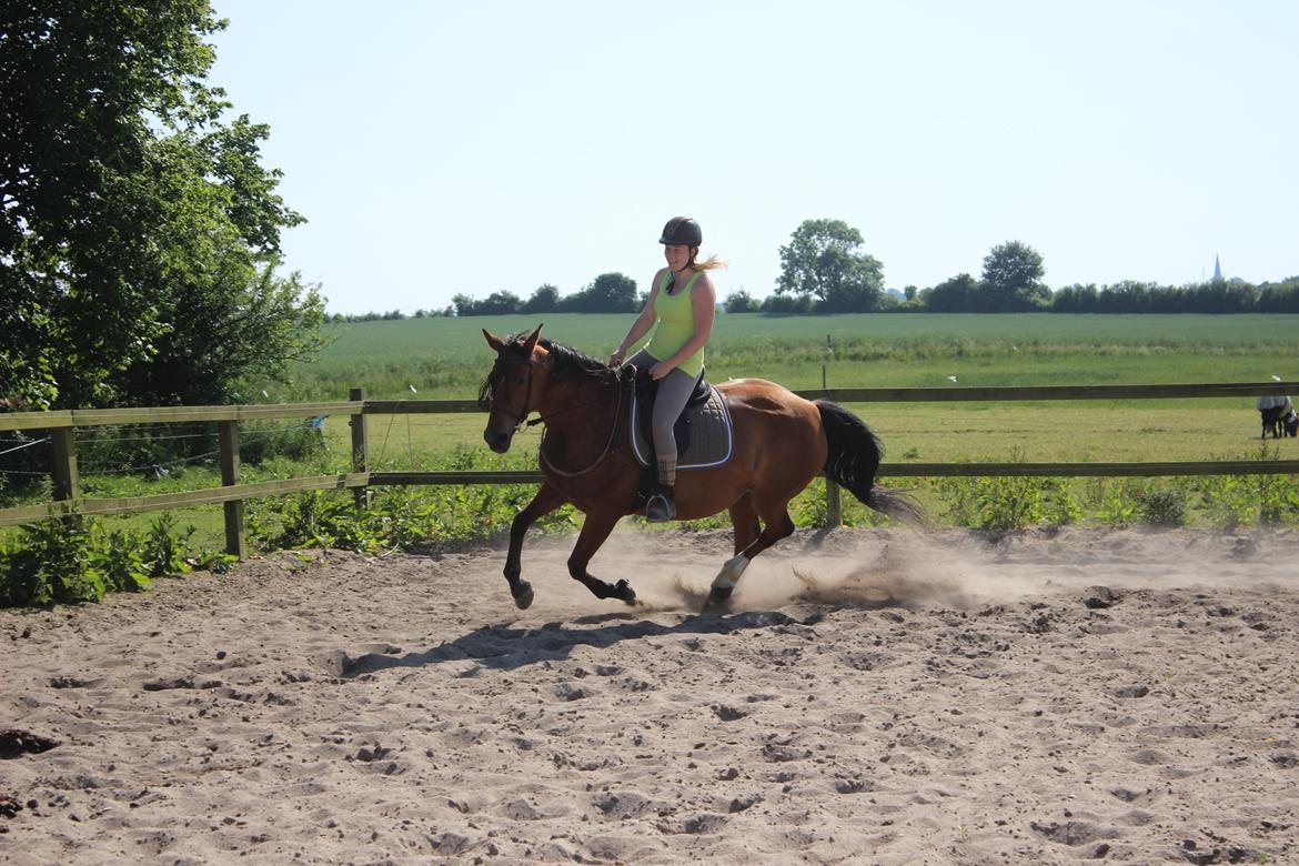 Anden særlig race Bacardi (The Lady <3) billede 4