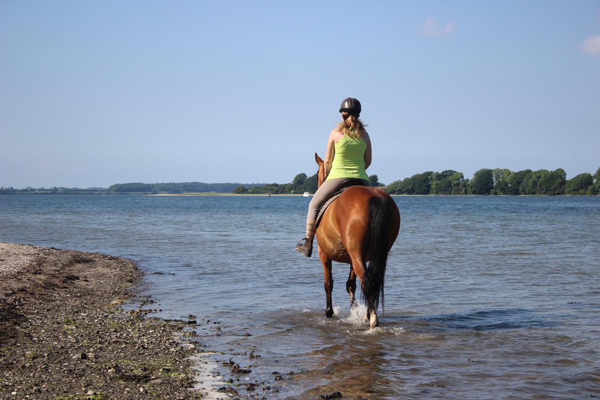 Anden særlig race Bacardi (The Lady <3) billede 37