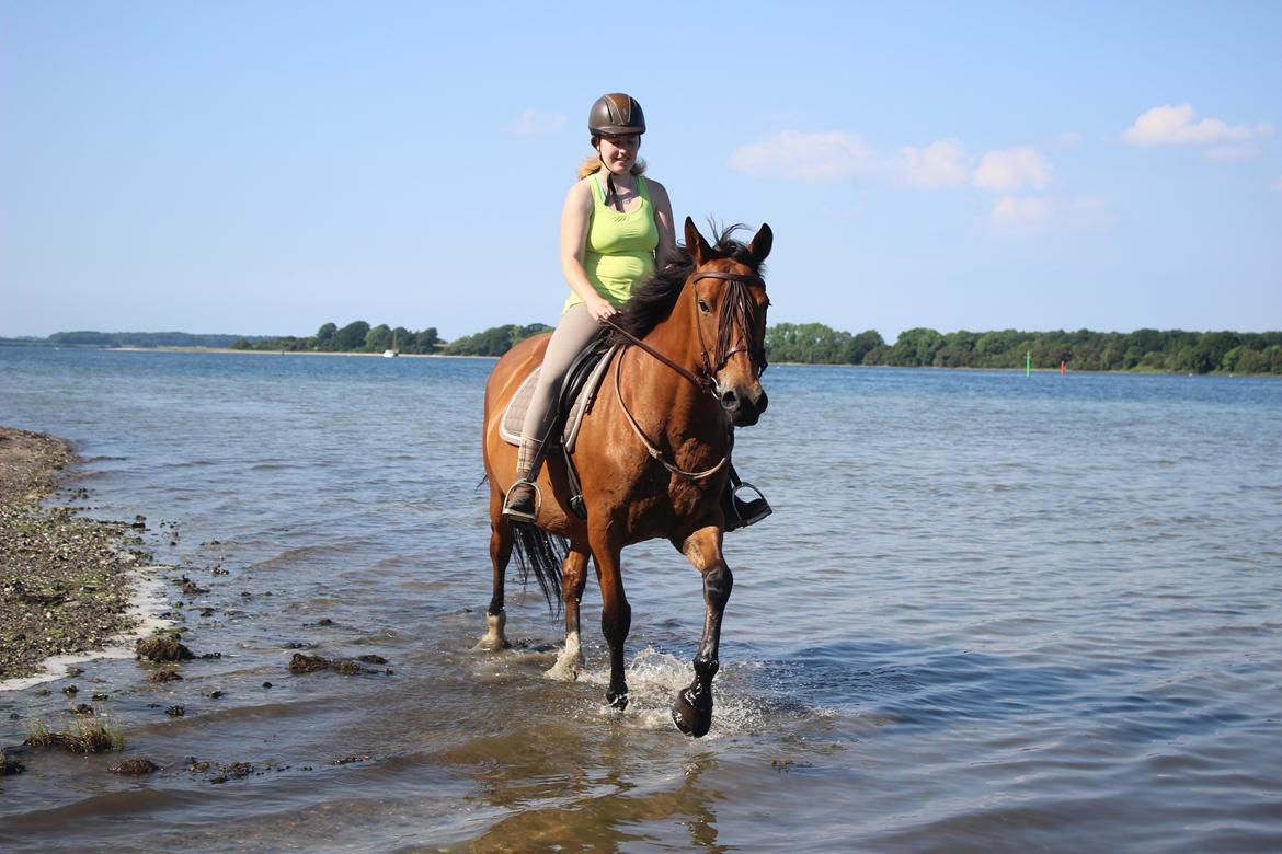 Anden særlig race Bacardi (The Lady <3) billede 7