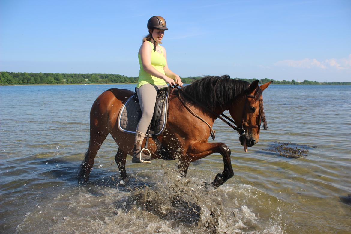 Anden særlig race Bacardi (The Lady <3) billede 11