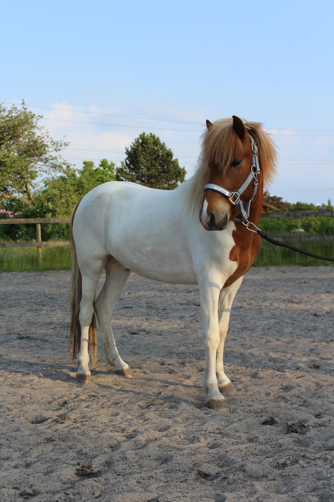 Islænder Drísill fra Cederborg - Drísill nu 3 år gammel! billede 19