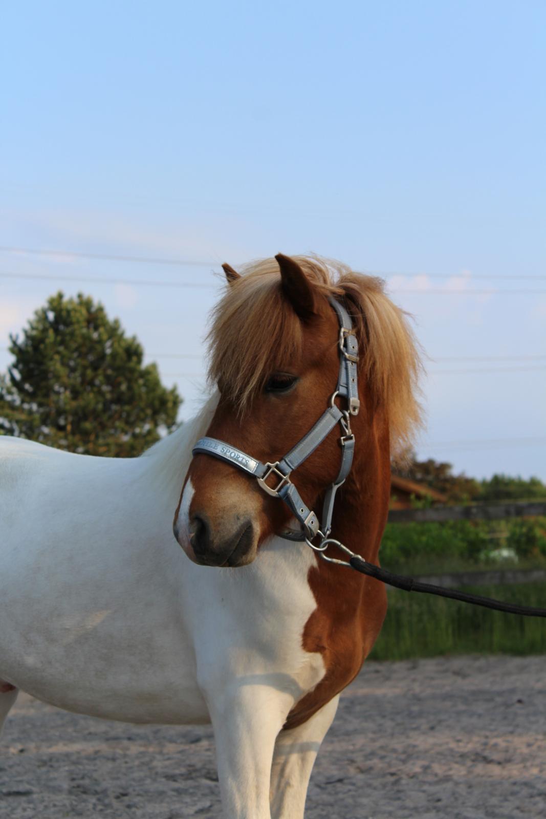 Islænder Drísill fra Cederborg - Skønne umulige 3 års <3 billede 20