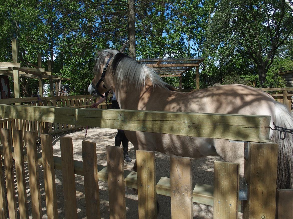 Fjordhest Fuchur - Undervisning af Rie Nymand - Club RWR billede 5