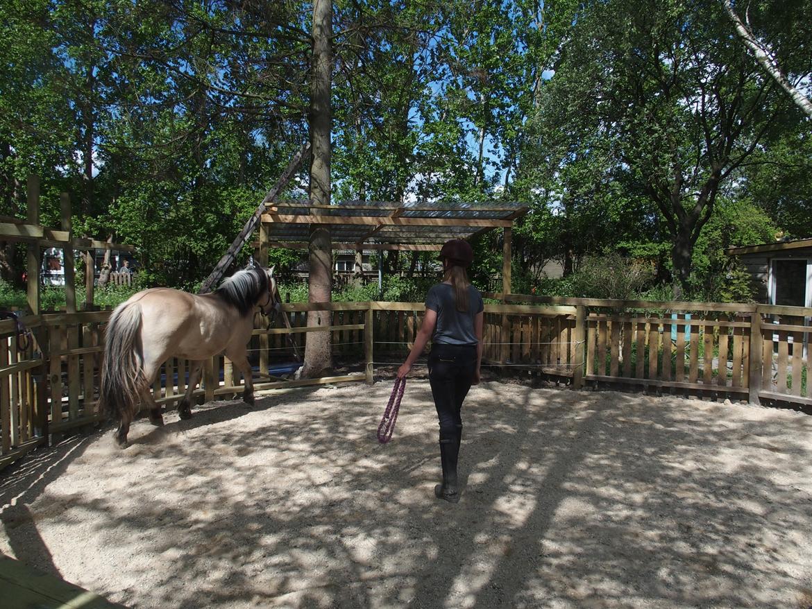 Fjordhest Fuchur - Undervisning af Rie Nymand - Club RWR billede 6