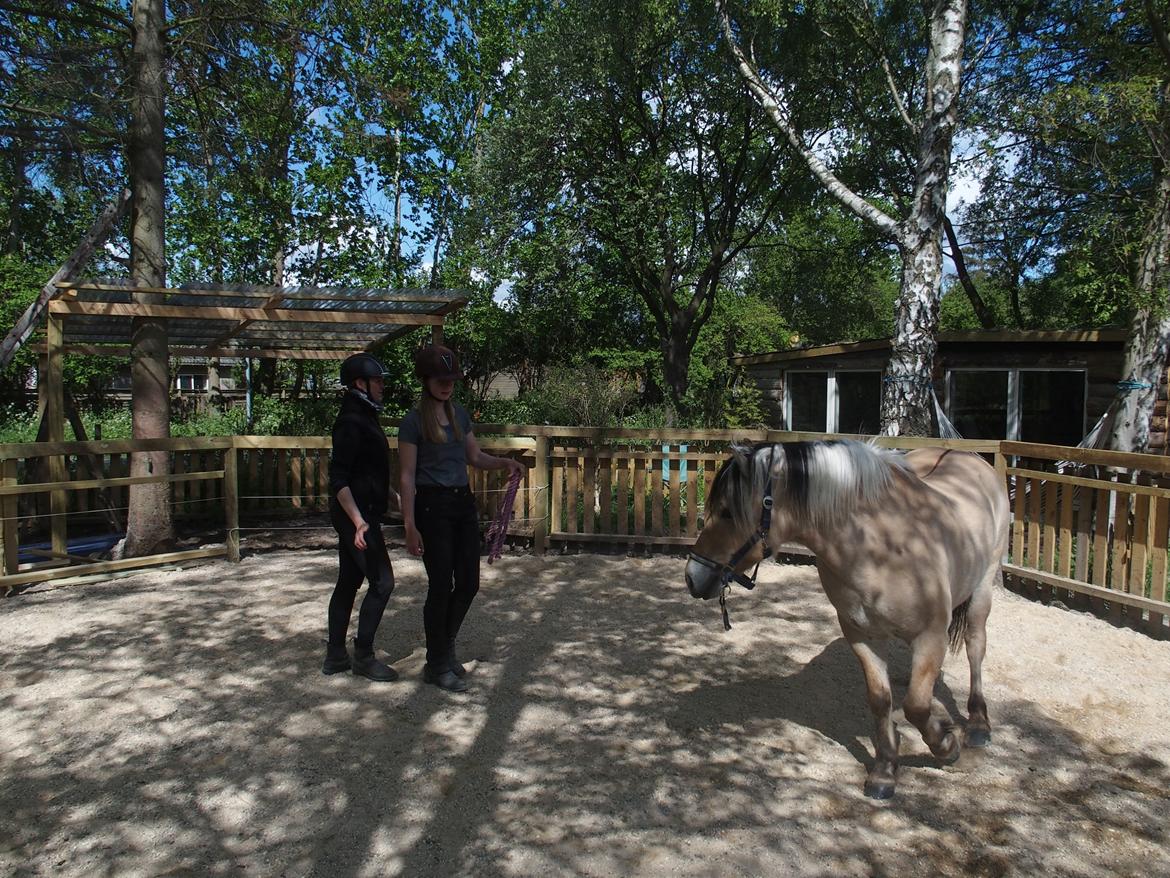 Fjordhest Fuchur - Undervisning af Rie Nymand - Club RWR billede 8