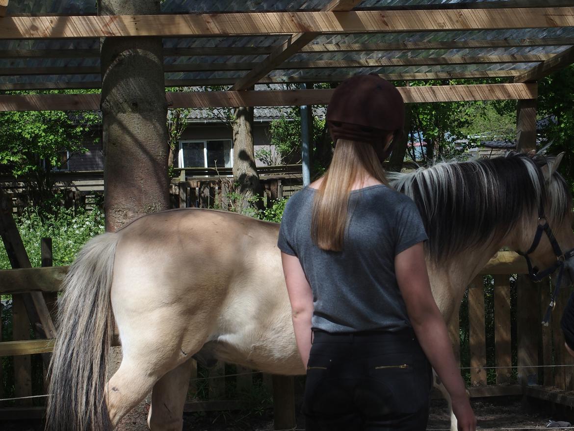 Fjordhest Fuchur - Undervisning af Rie Nymand - Club RWR billede 7