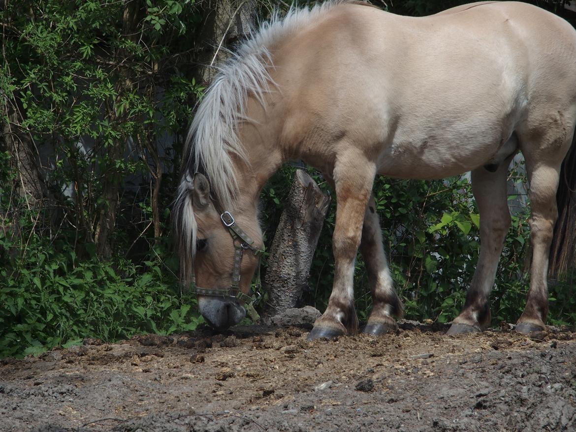 Fjordhest Fuchur - Er det mon Yrsa's? billede 9