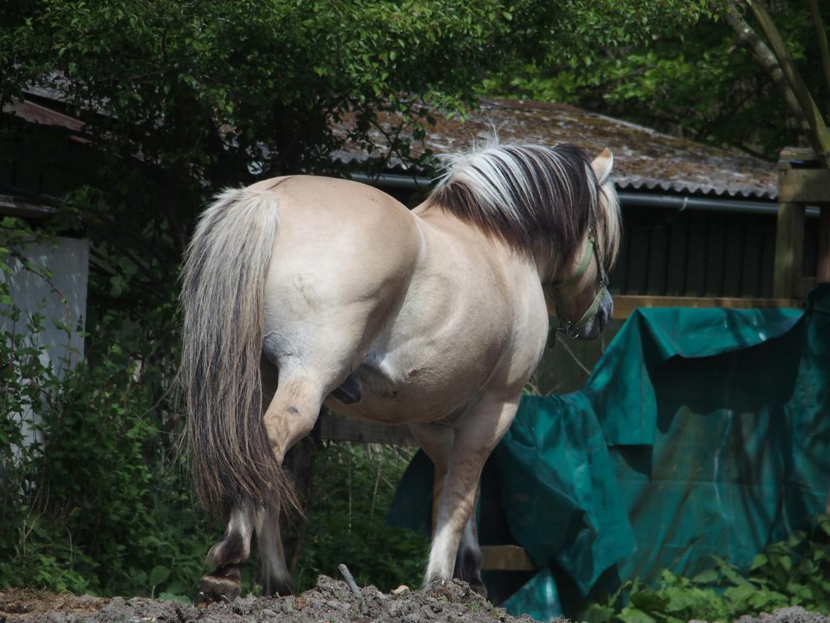 Fjordhest Fuchur - Pff, ingen arbejde til mig, nej tak billede 10