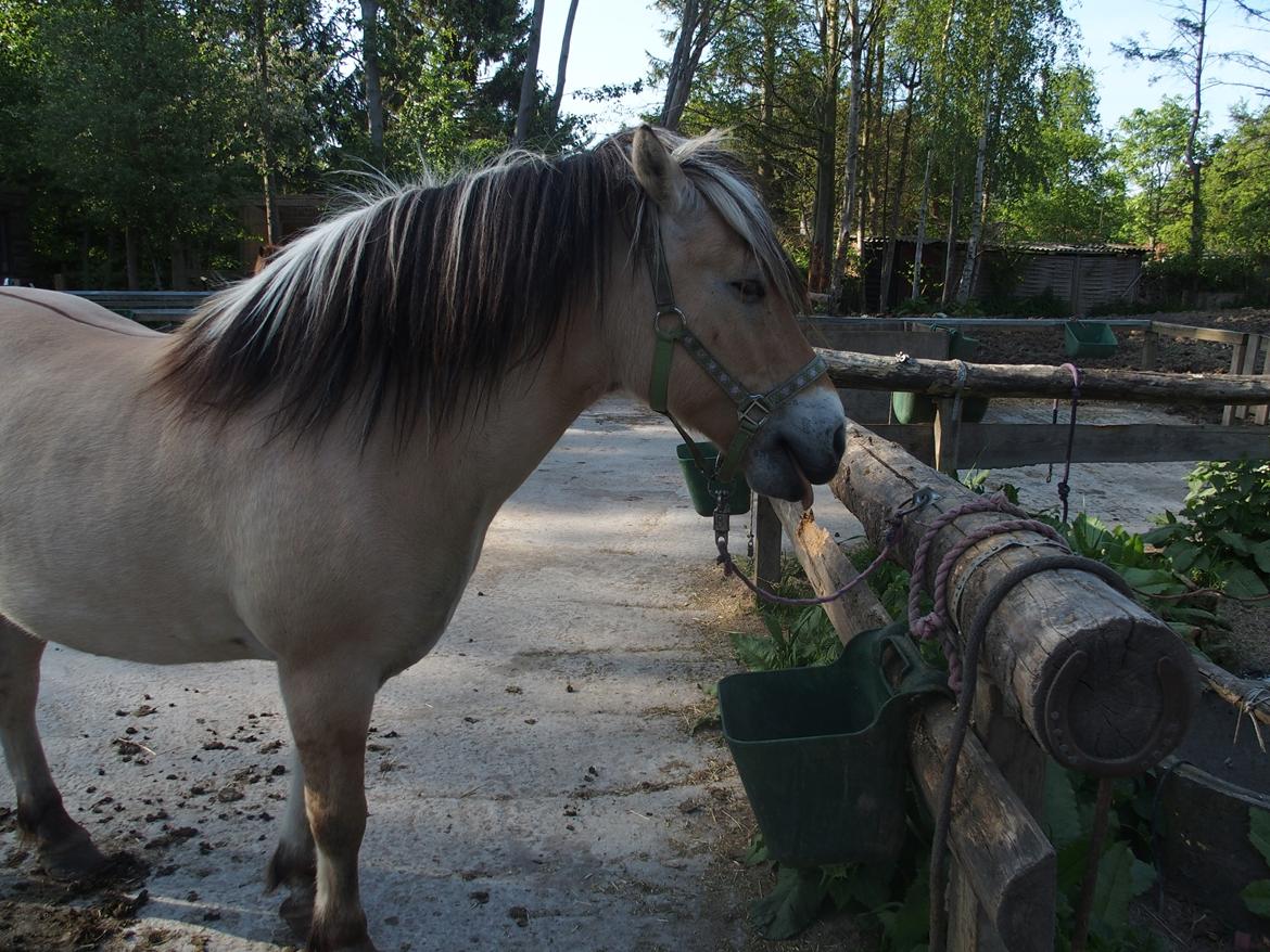 Fjordhest Fuchur - Ad ad ad, var der vand i krybben..? billede 12