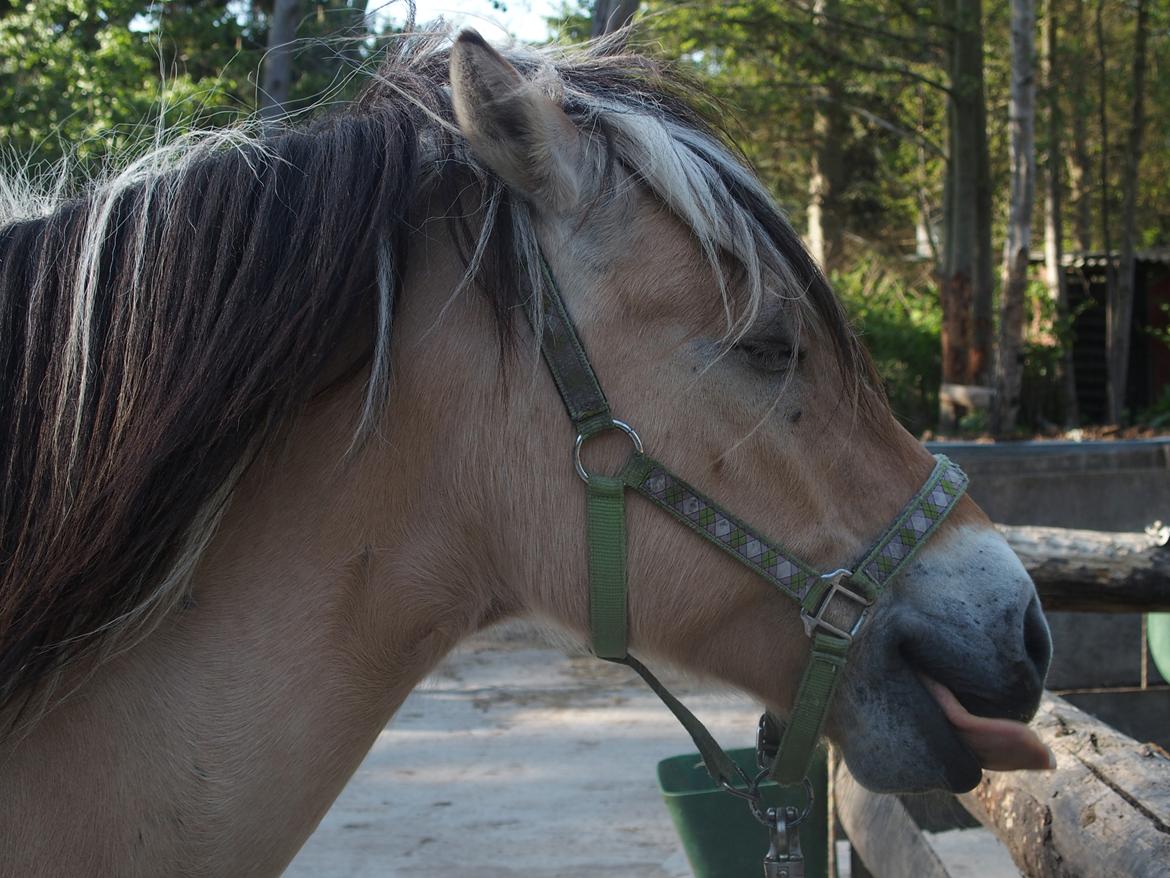 Fjordhest Fuchur - Mhh, okay det var dejlig med noget vand billede 13