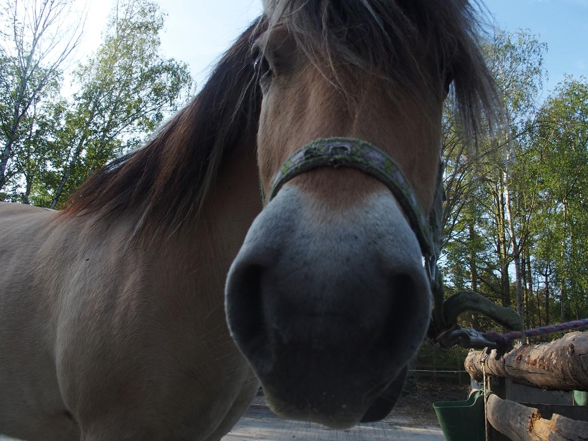 Fjordhest Fuchur - Hm, har du mon en godbid? billede 11