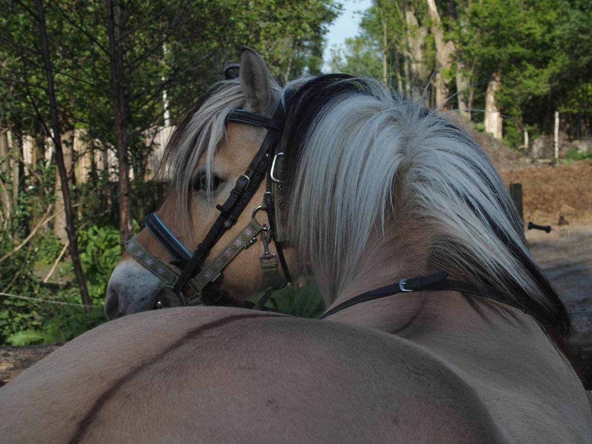 Fjordhest Fuchur - Hov, jeg smuttede med slikket d: billede 15