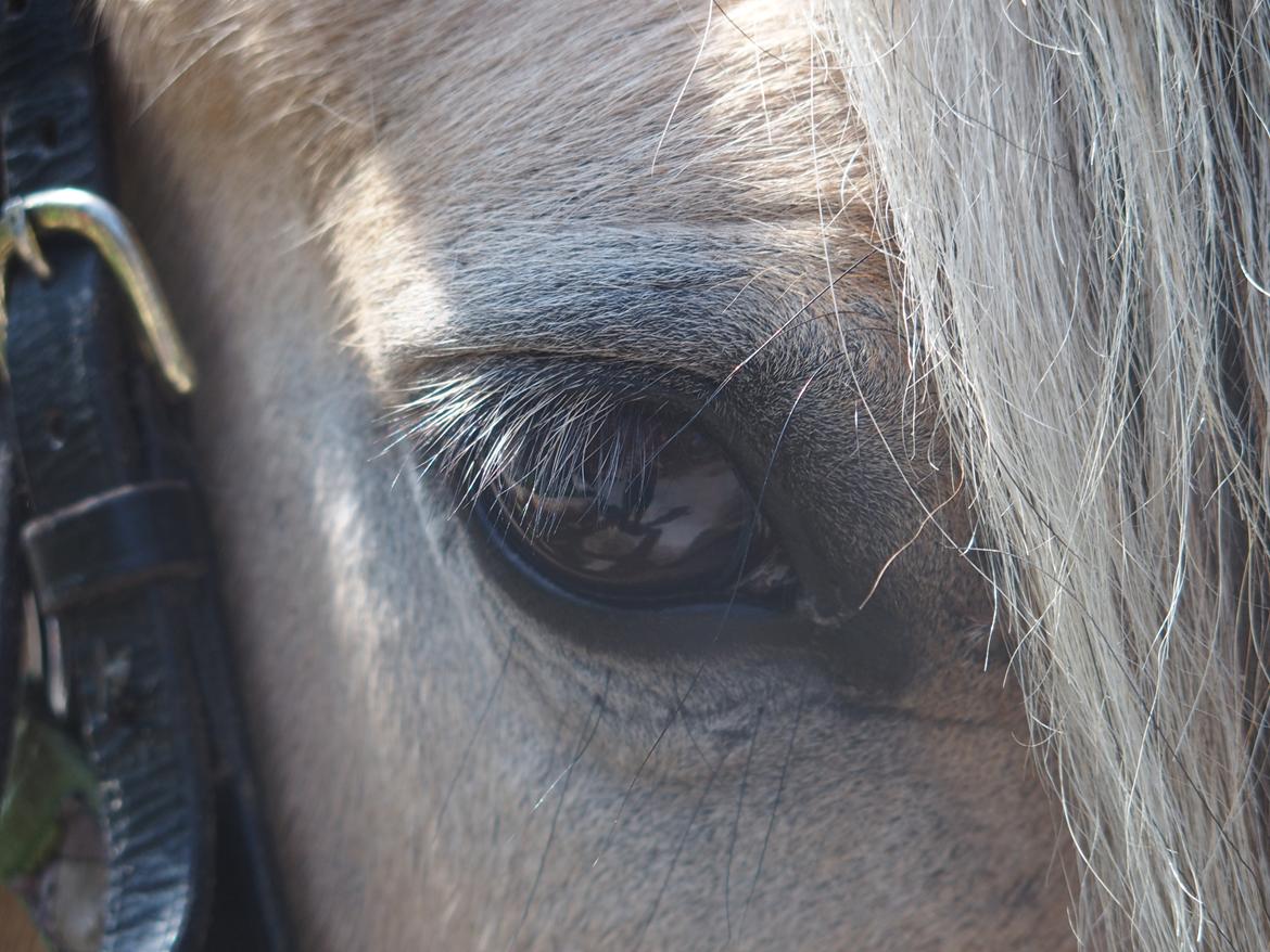 Fjordhest Fuchur - Han har de skønneste øjne <3 billede 16