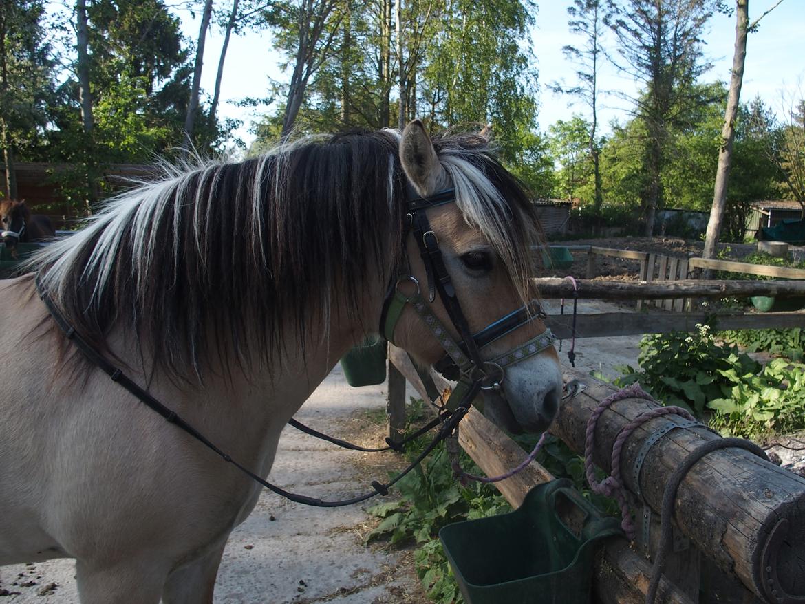 Fjordhest Fuchur - Så fin <3 billede 14