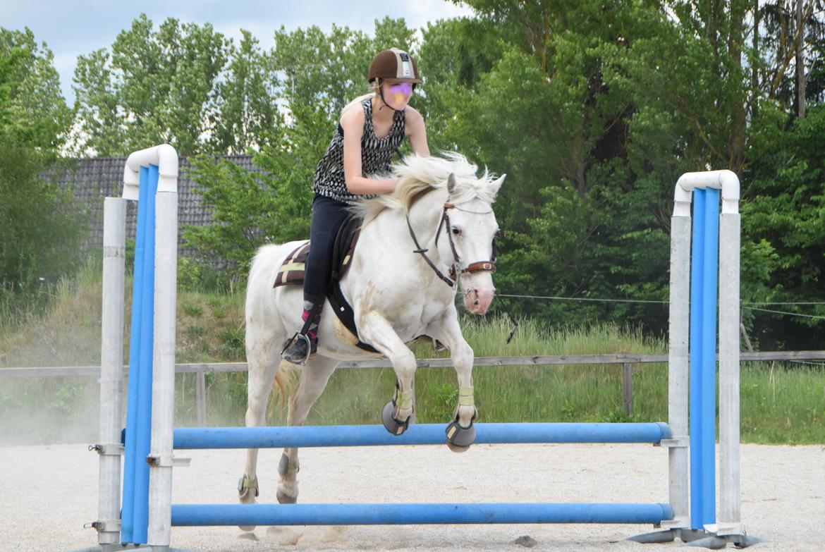 Anden særlig race Peter Plys - Maj 2016 billede 10