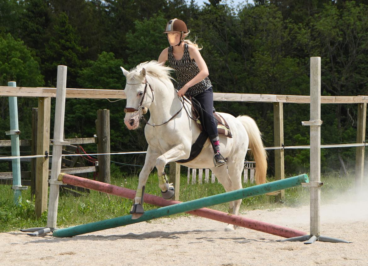 Anden særlig race Peter Plys - Maj 2016 billede 13