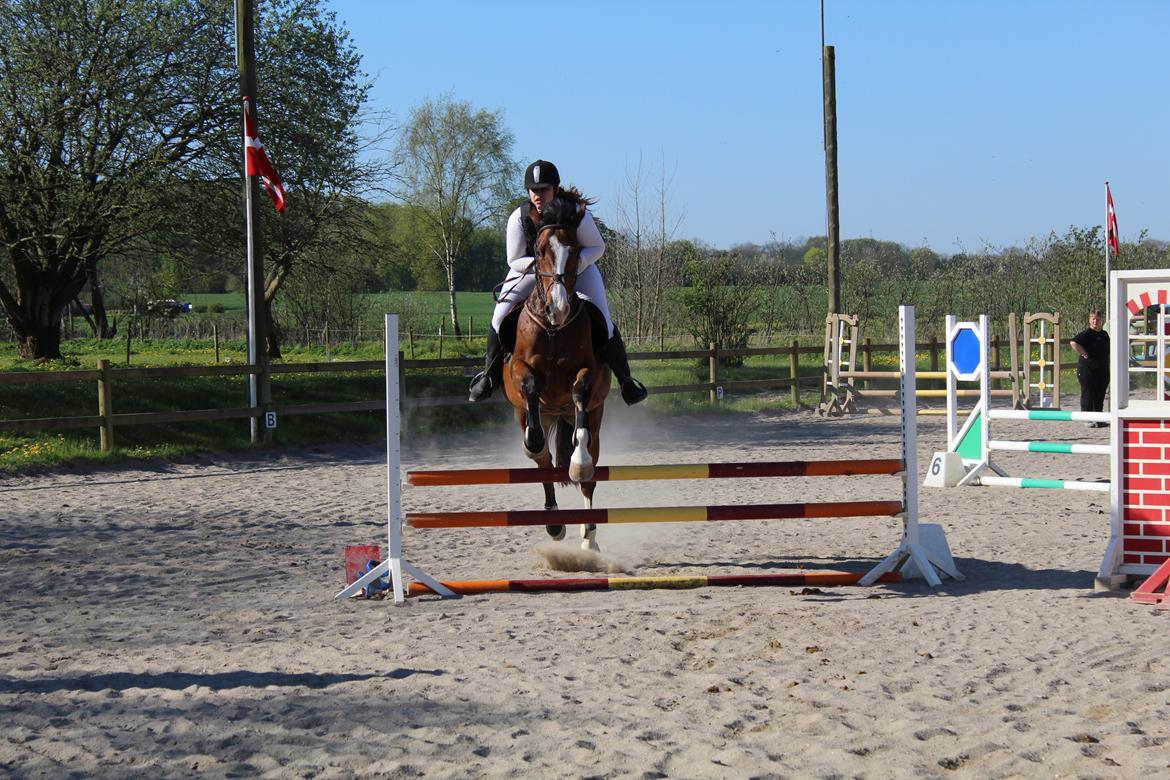 Dansk Varmblod Glavendruplunds compaja billede 24