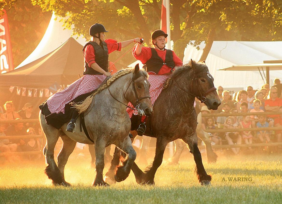 Belgier Dharma af skelmosegaard billede 8
