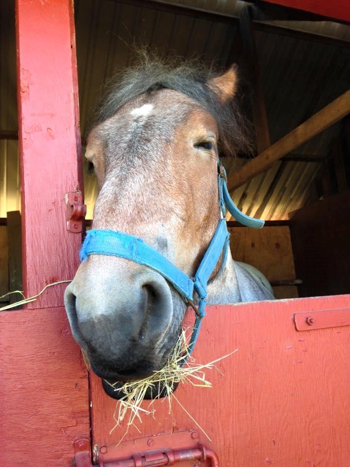 Belgier Dharma af skelmosegaard billede 9