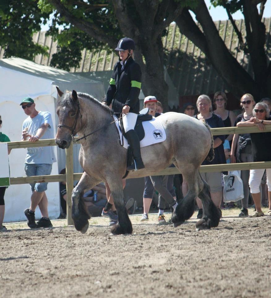 Belgier Dharma af skelmosegaard billede 10