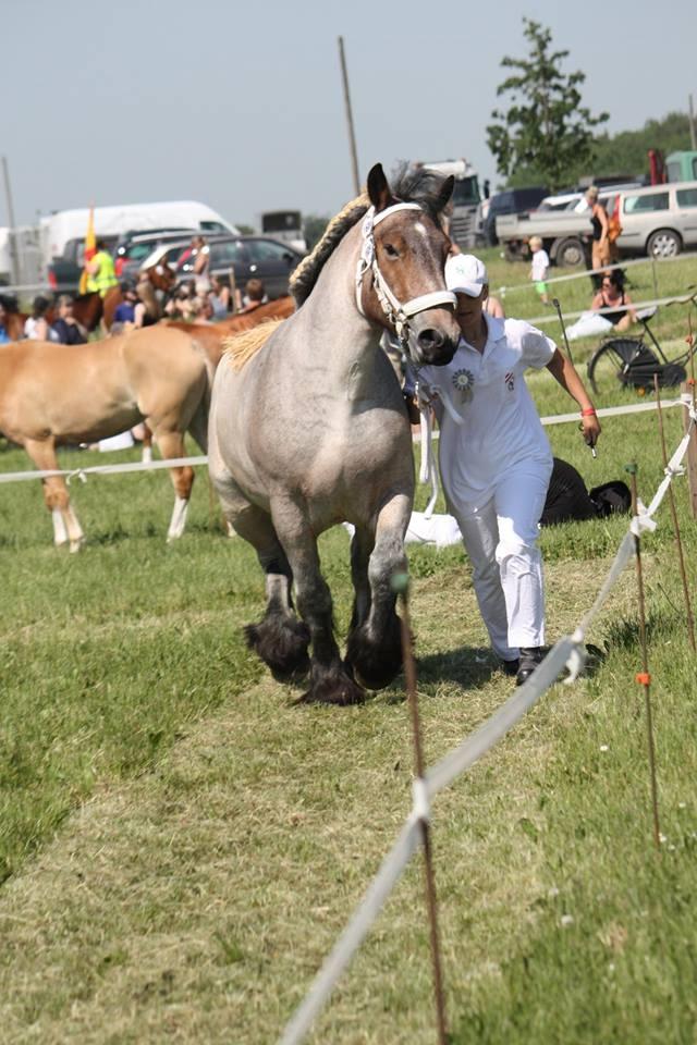 Belgier Dharma af skelmosegaard billede 11