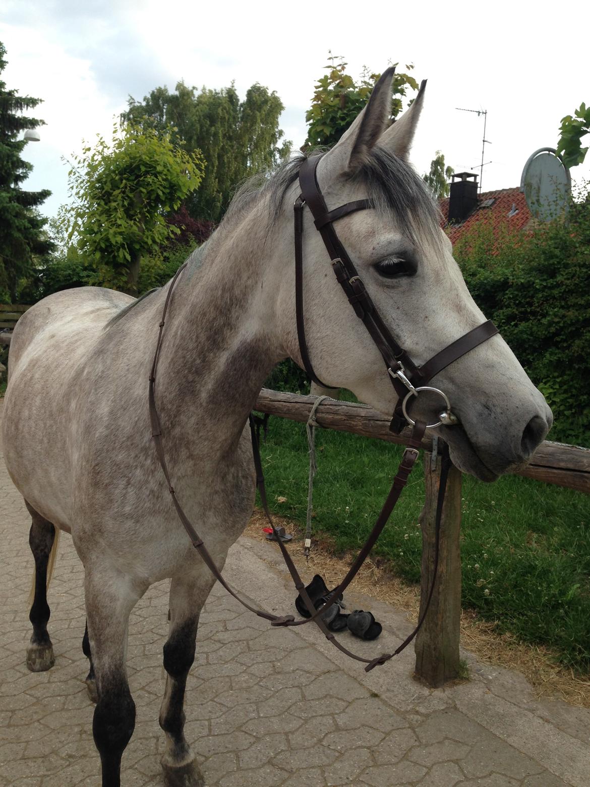 Shagya Araber (SH) Kanel billede 1