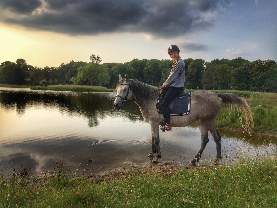 Shagya Araber (SH) Kanel billede 2