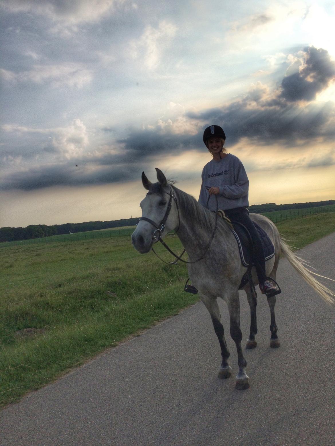 Shagya Araber (SH) Kanel billede 3