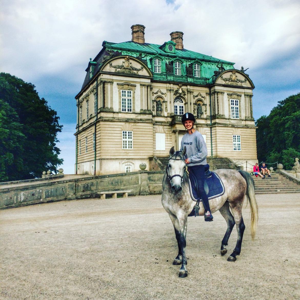 Shagya Araber (SH) Kanel billede 4