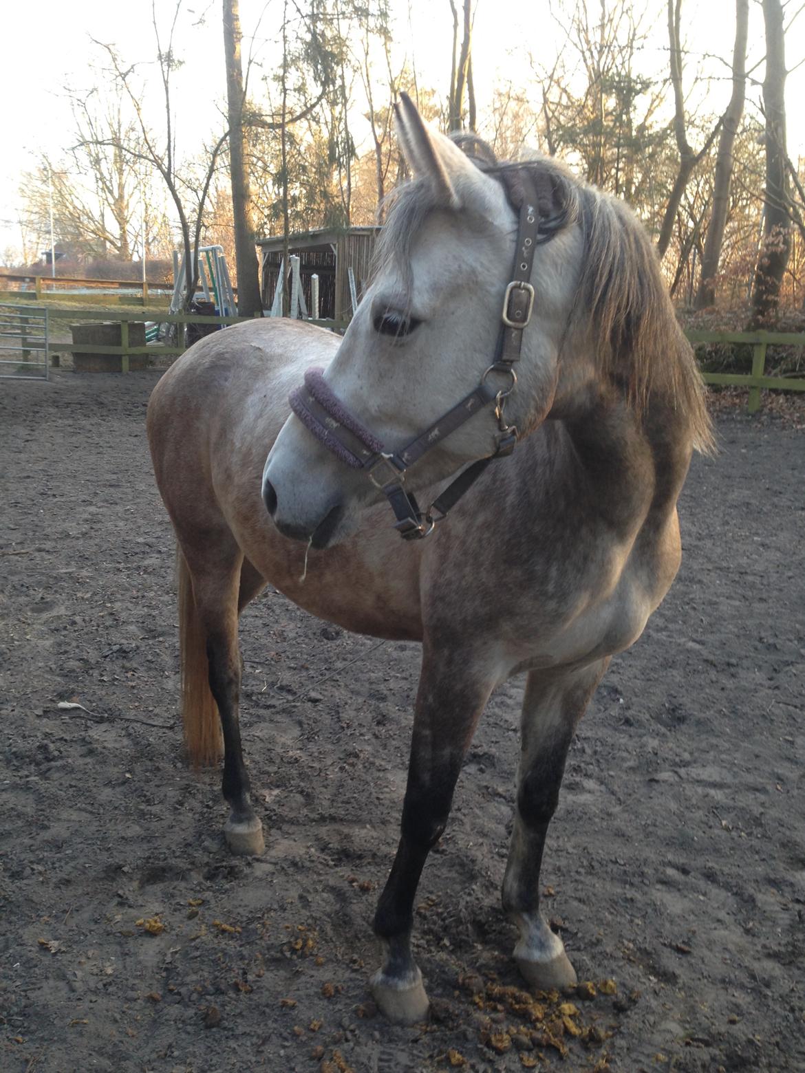 Shagya Araber (SH) Kanel billede 5