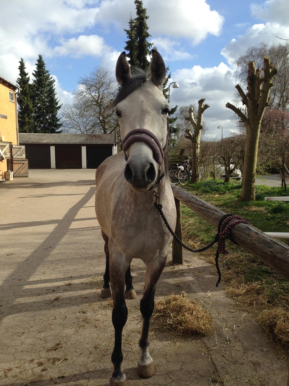 Shagya Araber (SH) Kanel billede 8