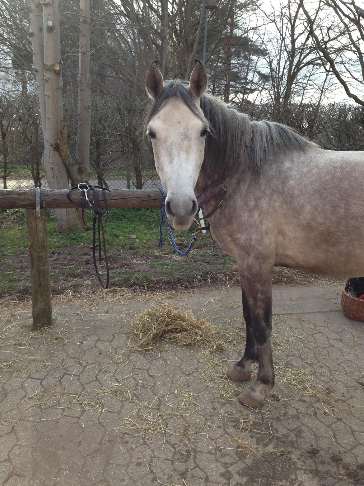 Shagya Araber (SH) Kanel billede 6