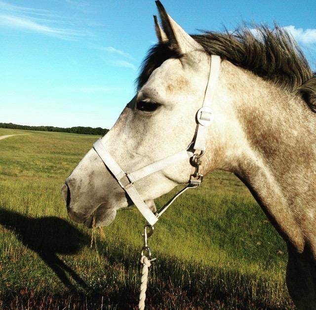 Shagya Araber (SH) Kanel billede 7