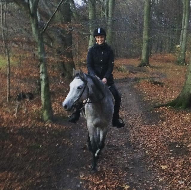 Shagya Araber (SH) Kanel billede 10