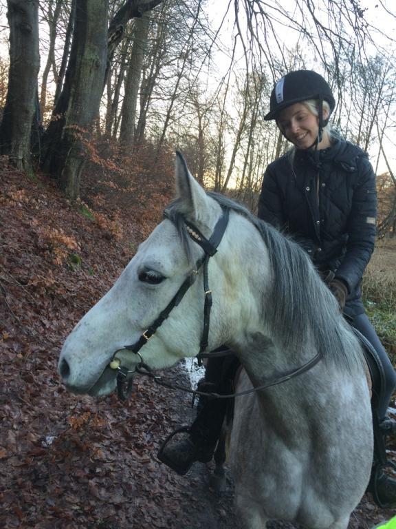 Shagya Araber (SH) Kanel billede 9