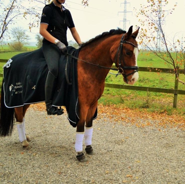 New Forest Nedergaards Motley Brown billede 13