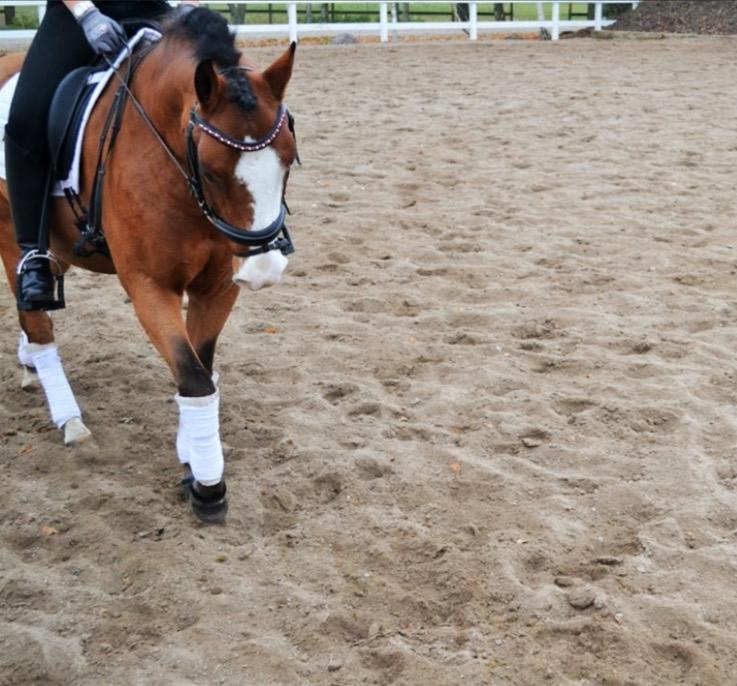 New Forest Nedergaards Motley Brown billede 10