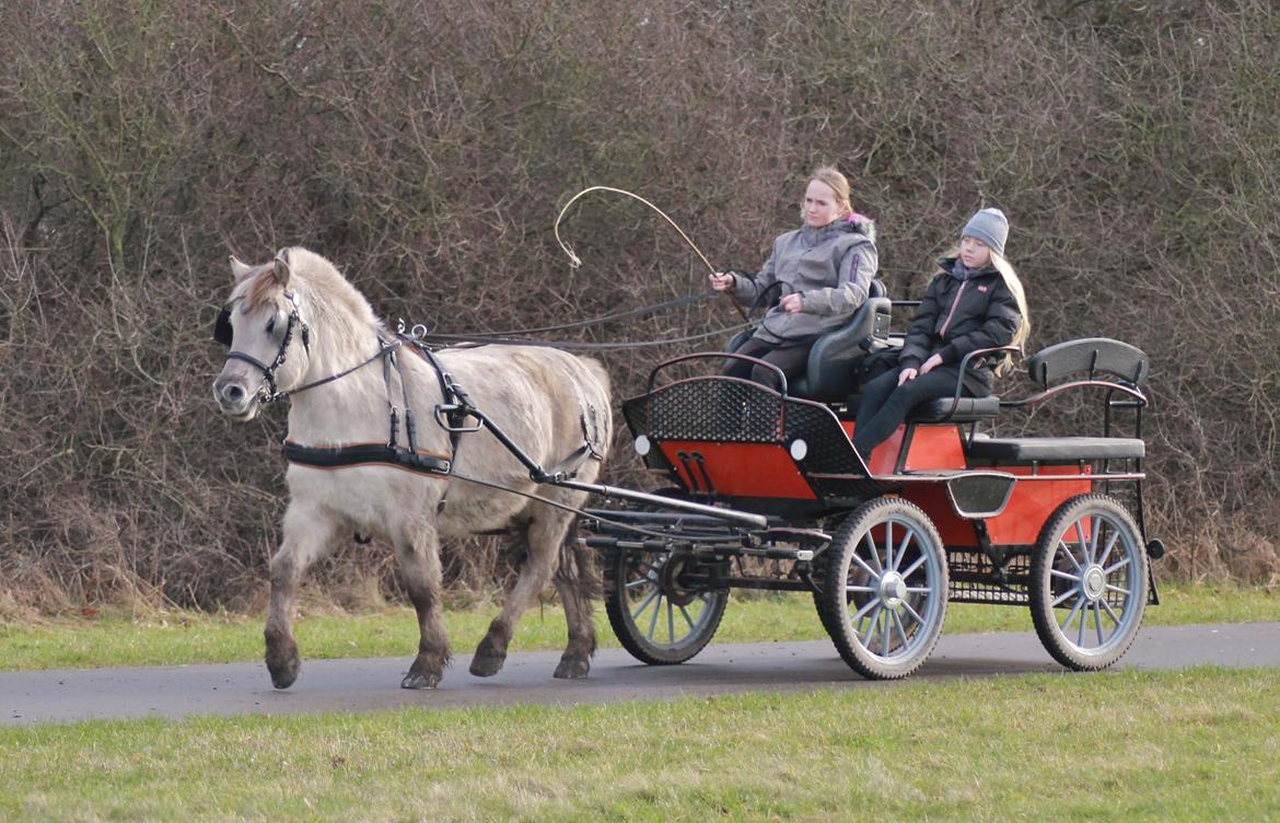 Fjordhest HESSELBERGS HELIOS billede 10