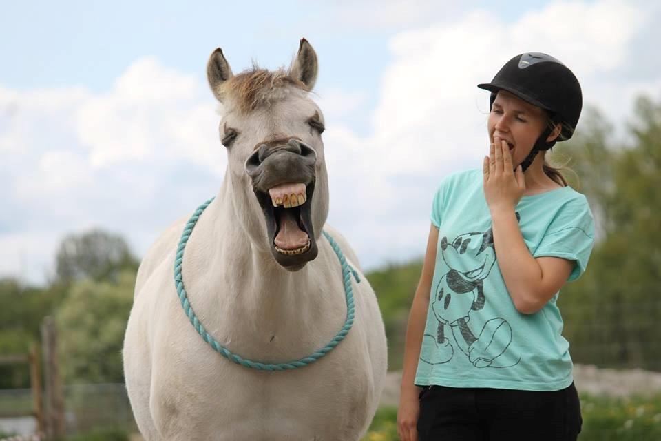 Fjordhest HESSELBERGS HELIOS - Gabe billede 13