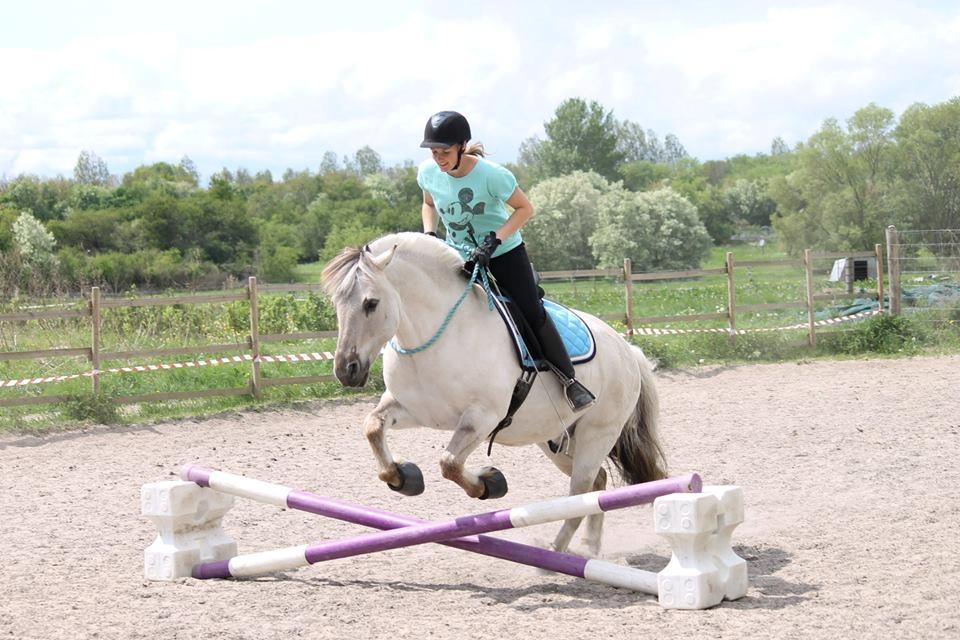 Fjordhest HESSELBERGS HELIOS - spring i cordeo efter en pause i springningen  billede 17