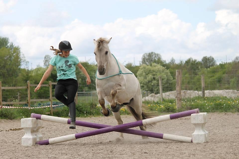 Fjordhest HESSELBERGS HELIOS - lidt hyggespring fra jorden billede 14